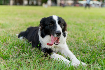 Playful border collie follows owner to the meadow for a pleasant weekend afternoon