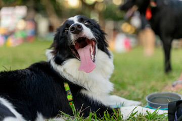 Playful border collie follows owner to the meadow for a pleasant weekend afternoon