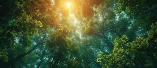 Obraz premium Sunlight Filtering Through Dense Foliage
