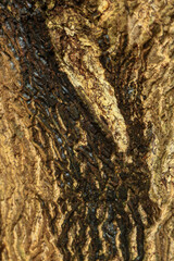 tree texture, close up of tree bark background.