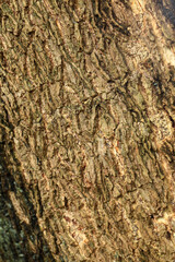 tree texture, close up of tree bark background.