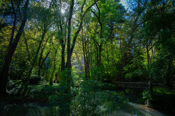 Forest of the Monasterio de Piedra, Spain, with the reflection of a lake.