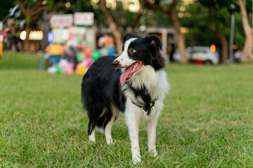 A Border Collie joyfully wanders across a lush green field, its black-and-white fur shining under the warm sunlight. With its tail wagging and a lively expression,