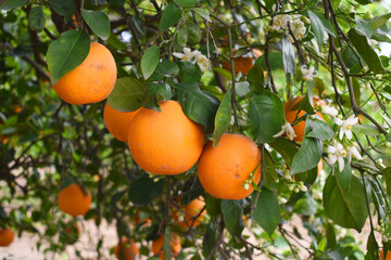 ripe oranges on tree, close-up of a beautiful orange tree with orange, fruit hanging on a tree, Close-up of ripe oranges hanging on a tree in an orange plantation garden, Chakwal, Punjab, Pakistan