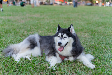 The happy husky took advantage of the weekend afternoon to spend a happy afternoon with his owner on the grass in the park