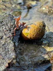 Close up of seashell on a rock