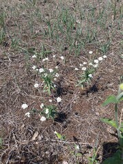 grass in the ground