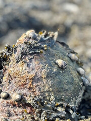 Close up of rock with seashells on it