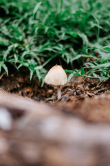mushroom in the grass