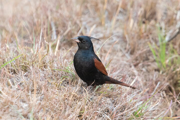 crested bunting or Emberiza lathami in Binsar in Uttarakhand, India