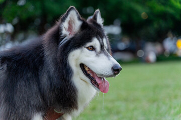 The happy husky took advantage of the weekend afternoon to spend a happy afternoon with his owner on the grass in the park