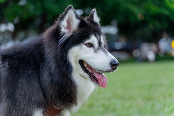 The happy husky took advantage of the weekend afternoon to spend a happy afternoon with his owner...