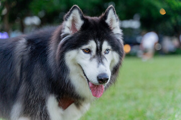 The happy husky took advantage of the weekend afternoon to spend a happy afternoon with his owner on the grass in the park