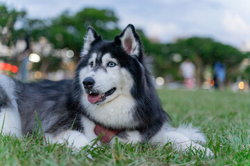 The happy husky took advantage of the weekend afternoon to spend a happy afternoon with his owner on the grass in the park