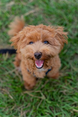 The fluffy and happy poodle took advantage of the weekend afternoon to spend a happy afternoon on the grass in the park with his owner