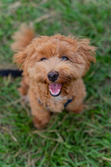 The fluffy and happy poodle took advantage of the weekend afternoon to spend a happy afternoon on the grass in the park with his owner