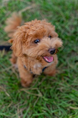 The fluffy and happy poodle took advantage of the weekend afternoon to spend a happy afternoon on the grass in the park with his owner
