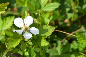 Blackberry flowers in the garden, Beautiful in spring bloom garden. Blackberry bush with white flowers, Blossoming blackberry bush and bee, sunny spring day, Chakwal, Punjab, Pakistan