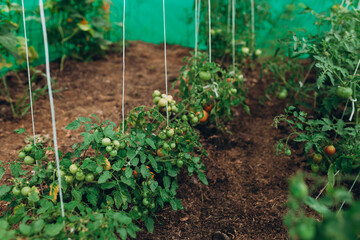Red and Green tomatoes in the beds on branch. Agriculture concept. Eco product, greenhouse