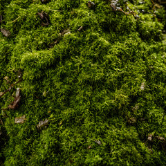 Moss background texture