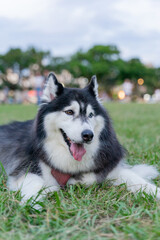 The cute husky took advantage of the weekend to spend a happy afternoon with his owner on the grass in the park.