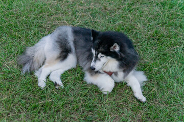 The cute husky took advantage of the weekend to spend a happy afternoon with his owner on the grass...