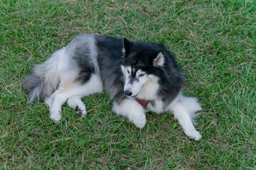 The cute husky took advantage of the weekend to spend a happy afternoon with his owner on the grass...