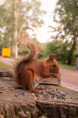 red squirrel gnaws black sunflower seeds