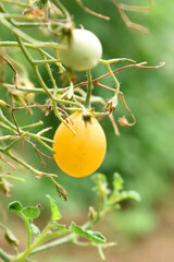 yellow cherry tomatoes on plant, Beautiful yellow ripe tomatoes grown in a greenhouse. Close up yellow cherry tomato growing in field plant agriculture farm, tomatoe, Chakwal, Punjab, Pakistan