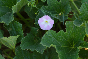 Field bindweed or Convolvulus arvensis or European bindweed or Creeping Jenny with open flowers surrounded with dense green leaves, closeup of Field bindweed flower