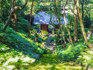 Naklejka premium 【神奈川県】鎌倉市・妙法寺（苔寺）