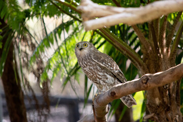 The barking owl has bright yellow eyes and no facial-disc. Upperparts are brown or greyish-brown,...