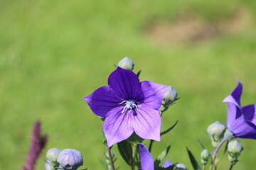 Sweden. Patycodon grandiflorus is a species of herbaceous flowering perennial plant of the family...