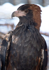 The black breasted buzzard is quite large with broad, rounded wings, and a short neck and tail.