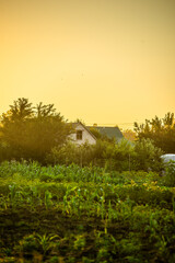 Sunrise in the village . Landscape in golden hour . Trees and grass , golden sunrise . Sunny morning . Forest with sun . Beautiful landscapes 