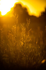 Sunrise in the village . Landscape in golden hour . Trees and grass , golden sunrise . Sunny morning . Forest with sun . Beautiful landscapes 