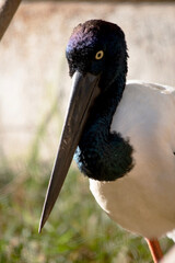 The Jabiru or black necked stork is a black-and-white waterbird stands an impressive 1.3m tall and has a wingspan of around 2m.