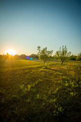 Obraz premium Sunrise in the village . Landscape in golden hour . Trees and grass , golden sunrise . Sunny morning . Forest with sun . Beautiful landscapes 