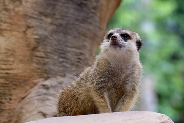 Fototapeta premium Portrait of a meerkat standing on a big rock