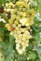Close up of grapes hanging on Vine, Hanging grapes. Grape farming. Grapes farm. Tasty green grape bunches hanging on branch. Grapes With Selective Focus on the subject, Chakwal, Punjab, Pakistan