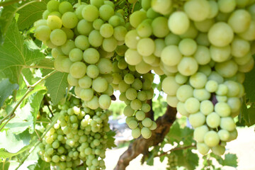 Close up of grapes hanging on Vine, Hanging grapes. Grape farming. Grapes farm. Tasty green grape bunches hanging on branch. Grapes With Selective Focus on the subject, Chakwal, Punjab, Pakistan