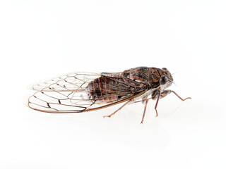 Cicada in a white background. Olive Cicada. Cicada barbara