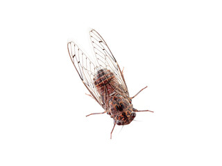 Cicada in a white background. Olive Cicada. Cicada barbara