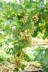 Close up of grapes hanging on Vine, Hanging grapes. Grape farming. Grapes farm. Tasty green grape bunches hanging on branch. Grapes With Selective Focus on the subject, Chakwal, Punjab, Pakistan