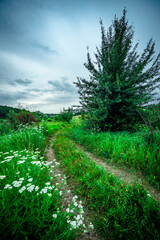 Landscape at the evening . Blue hour . Forest , mystery lake . Clouds over the forest . Trees in woods. Summer forest . Green grass. Blue sky . Rain weather in forest. Stormy evening 