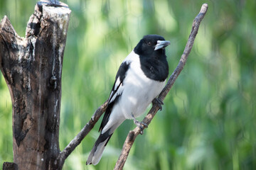 The Pied Butcherbird is a medium-sized black and white bird. It has a full black hood, dark brown eye and long, hooked, grey and black bill