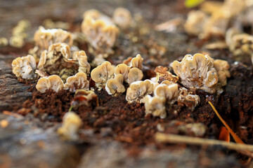 Mushrooms growing on the soil in the forest, close up