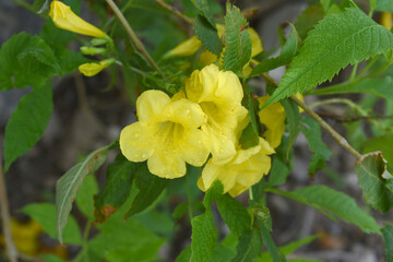Fototapeta premium Yellow trumpetbush (Tecoma stans) Called Yellow bell or Yellow Elder Flower, trumpet flower, Beautiful bunch of yellow flowers closeup with green leaves Background, tecoma stans