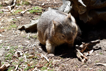 The Common Wombat has a large nose which is shiny black, much like that of a dog. The ears are relatively small, triangular, and slightly rounded