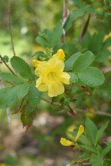 Yellow trumpetbush (Tecoma stans) Called Yellow bell or Yellow Elder Flower, trumpet flower, Beautiful bunch of yellow flowers closeup with green leaves Background, tecoma stans